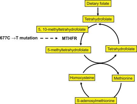 Diagram of the Methylation MTHFR